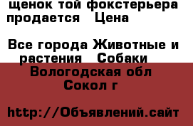 щенок той-фокстерьера продается › Цена ­ 25 000 - Все города Животные и растения » Собаки   . Вологодская обл.,Сокол г.